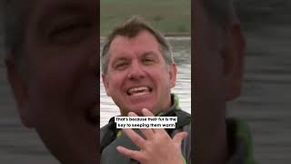 How Do Sea Otters Float? Wild Kratts