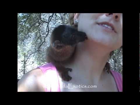 lemur as pets