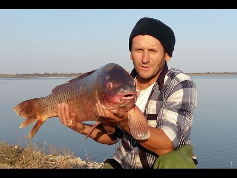 ловля карпа и амура в мае видео ловля карпа и амура в мае видео