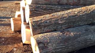 Red Oak