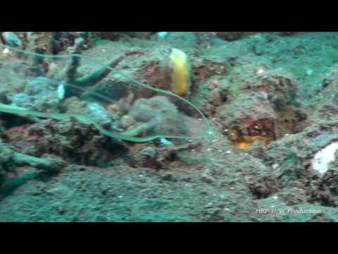 Leptocephalus Bali Seraya.mp4