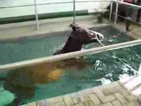 HORSE RESCUED AFTER SWIMMING 2 MILES INTO OCEAN - Worldnews.