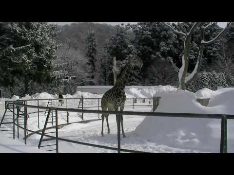 雪面を駆けるキリン