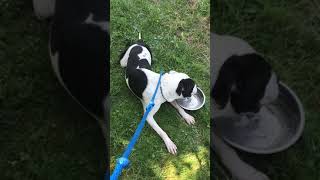 Meet Turf A Terrier American Pit Bull Currently Available For Adoption At Petango 852018 85