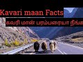 Kavari maan | கவரி மா என்றால் என்ன | கவரி மான் பரம்பரை | Kavari maan and it's facts