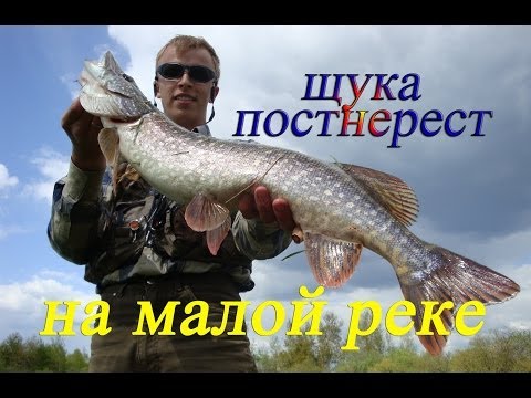 тактика ловли щуки на малых реках тактика ловли щуки на малых реках
