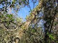 Tree covered in wild orchids