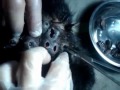 image Botfly Opice Parazit Parasites And Monkey