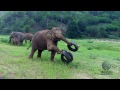 Pharrell Williams - Happy - Happy animals at Elephant Nature Park