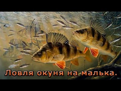 ловля рыбы судака окуня ловля рыбы судака окуня