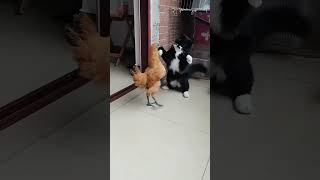 Chicken 5 Hit Combo Attack Vs Cat