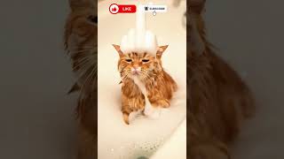 This Cats Bubble Bath Went Terribly Wrong