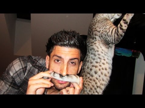 catstache.html