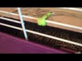 how to build a second story to your guinea pig cage