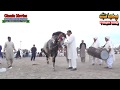 Horse Dance Jashne Bodla Bahar 2017 Abadi Shahbaz Nagar Pakpattan 16