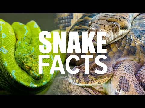 100 Snake Facts That Will Swallow You Whole 