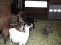 Cranberry Creek Farm - One year old goats with Severe Cabin Fever!