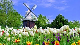Dutch Countryside