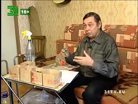 Чем подкормить гладиолусы чтобы быстрее зацвели Чем подкормить гладиолусы чтобы быстрее зацвели