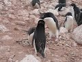 Adelie penguin squawking