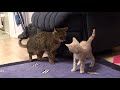Introducing Bengal cat to a new kitten for first time