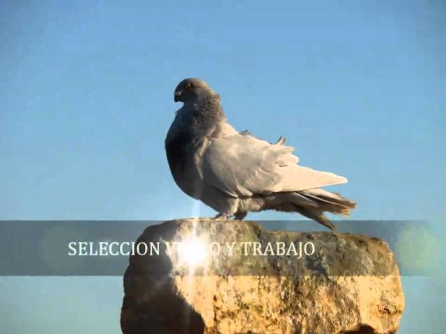 Buchon Balear