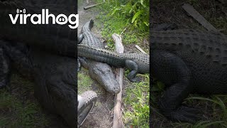 Alligators Block Bike Path || Viralhog