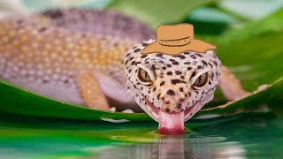 Animal Facts: Leopard Gecko