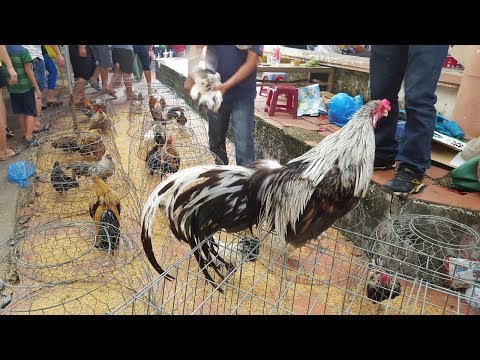 Tận mắt ngắm nhìn những giống gà cảnh tuyệt đẹp