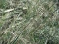 Galgos argentinos corriendo liebre en del carril (PINCHIN , NAHUEL , MUMU , FLASHERO Y TOMATE)