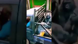Kamyonet Kasasındaki Maymunlar