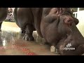 Calgary Zoo Celebrates Spotlight on Hippos Launch and Foggy's Birthday