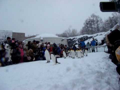 旭山動物園 ペンギンの散歩の練習（２００８冬初日）