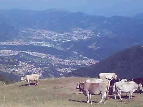 Mucche al pascolo sul Monte Poieto (Selvino/BG)
