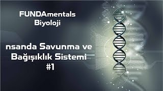 İnsanda Savunma Ve Bağışıklık Sistemi