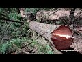 Timber
