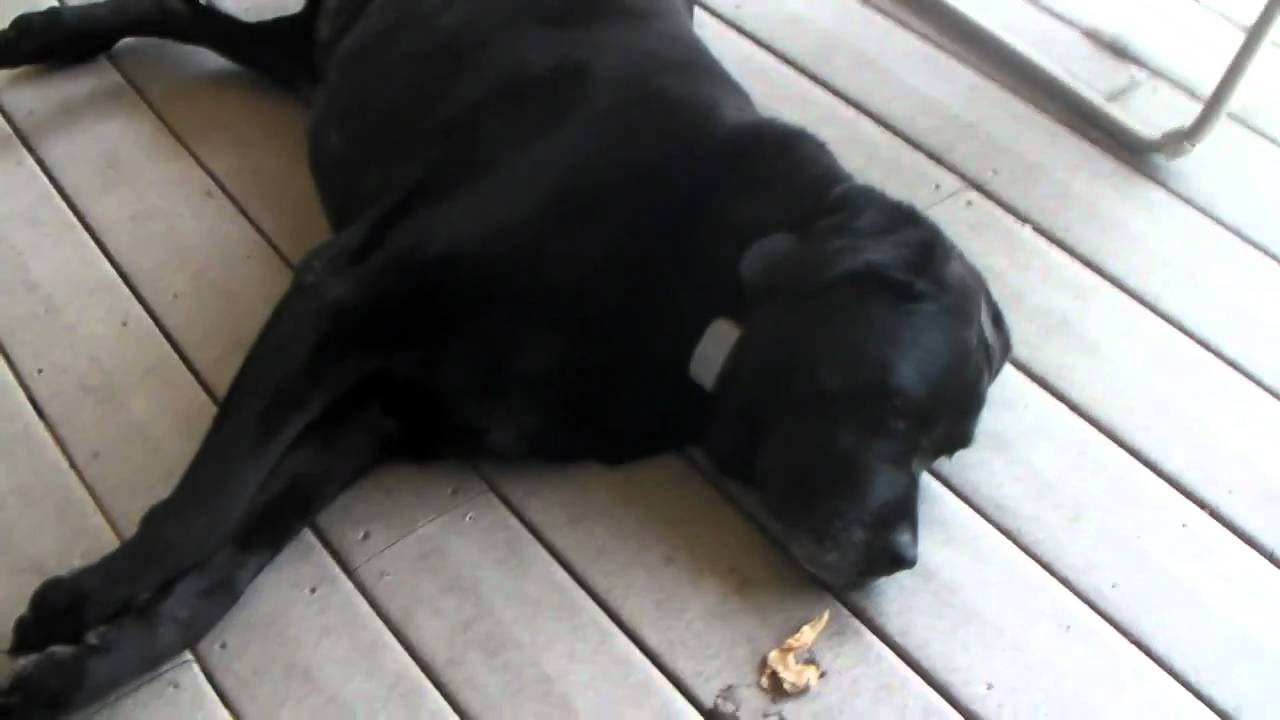all black rottweiler my all black rottweiler my