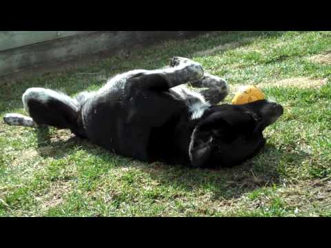 Short Hair Border Collie Mix. Heeler/Border Collie Mix