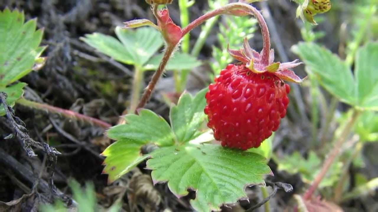 Богатство природы картинка Богатство природы картинка