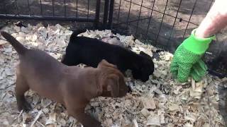 Patterdale Terrier Puppy Training Week 6 The Rat