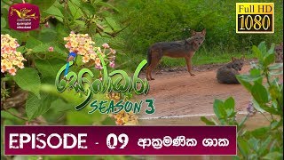 Sobadhara Rupavahini | 2019-05-10 | Invasive Plants in Sri Lanka
