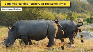 Southern White Rhino Family Marking Territory Kruger Park Sightings
