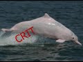 Taiwan's critically endangered pink dolphins urgently need your help