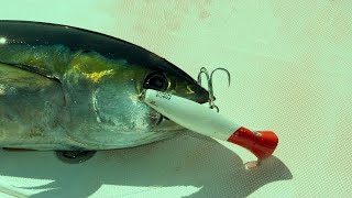 Epic Adventures ( 3 countries multi species fishing adventure)