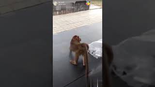 Dog and Monkey Funny Video. Monkey farts on dog