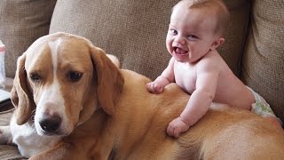 Birlikte oynamak sevimli bebekler ve köpekler  komik bebek