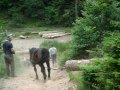 cai de vanzare kis jozsef gelence 001.avi