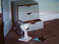 Extremely Rare Interior Ted Bundy S Apartment Ted S Room ...