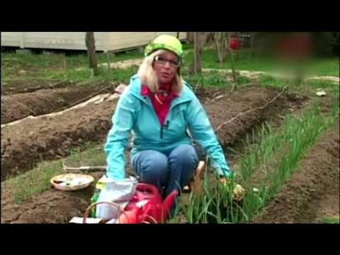 Выращивание озимого чеснока – посадка и уход (Тюменская область)