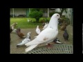image Juara Burung Merpati Balap Burung Dara